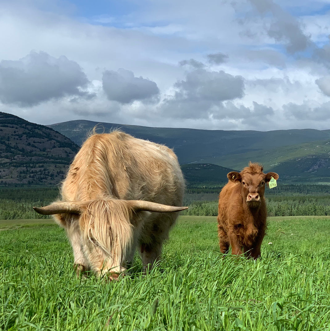 About Us The Yukon Meat Company