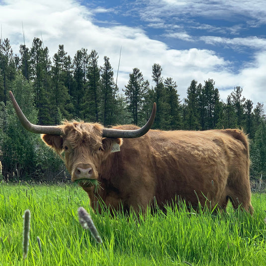 About Us The Yukon Meat Company